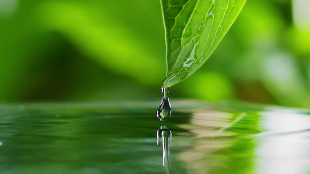Dew drops fall into water from green fresh leaf. Slow motion shot with green leaf and pond, green bokeh at background