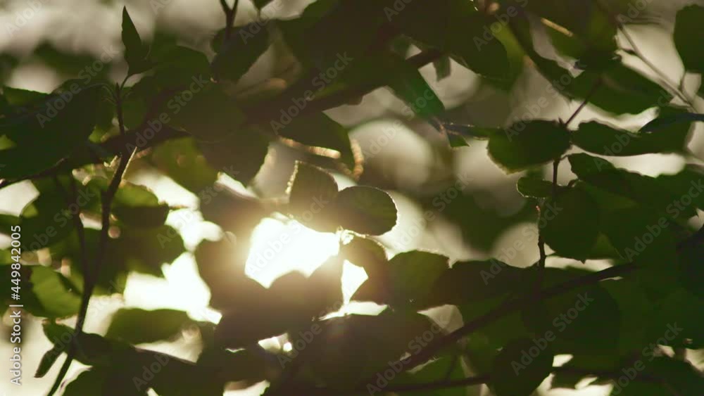 Aufkleber Green leaves sway in the wind in the rays of the setting sun. Slow motion nature tree shot with roundish bokeh
