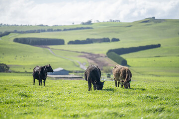  Angus and Murray Grey Cows eating long pasture in Australia