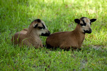Two young Cameroon sheep grazing on a green meadow.