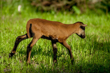 Young Cameroon sheep grazing in a green meadow.