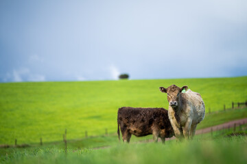 Herd of steers and beef cows, eating green grass, during spring.