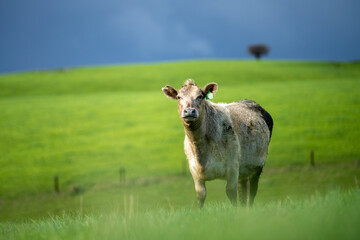  Angus and Murray Grey Cows eating long pasture in Australia