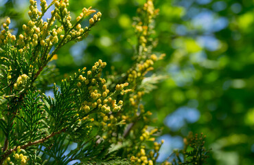 Close-up of green texture with yellow cones of Thuja occidentalis Aureospicata, northern white-cedar, or eastern white cedar. Interesting nature concept for background design. Place for your text
