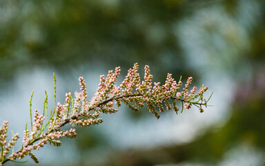 Blooming Tamarix tetrandra or Four Stamen Tamarisk with very fine pink flowers buds. Perfect gentle natural concept for spring design background. Place for your text. Selective focus