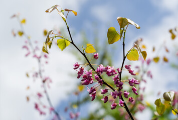 Eastern Redbud, or Eastern Redbud Cercis canadensis purple spring blossom. Close-up of Judas tree pink flowers on blurred background. Selective focus. Nature concept for design. Place for your text