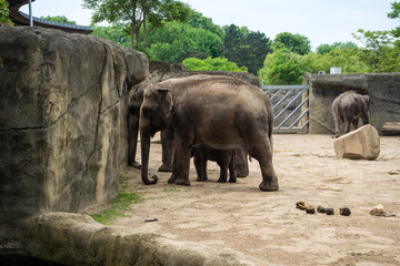 Germany, Cologne Snapshot, , ELEPHANT IN A ZOO