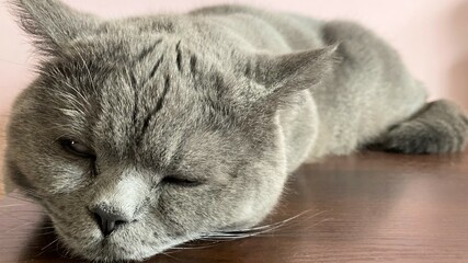 kot brytyjski kocur śpi - obrazy, fototapety, plakaty