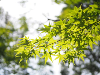 逆光を受けて輝く紅葉の青葉