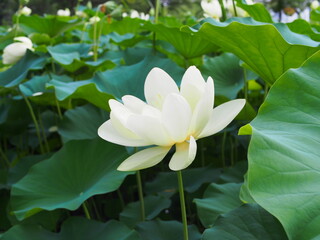Fototapeta premium 真っ白の蓮の花