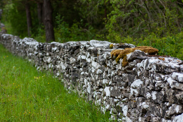 An old handmade stone fence in Swedish counrtyside  on Gotland island