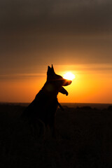 dogs silhouette at sunset in the field