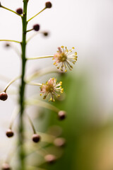 Blossomed colorful flowers in the garden