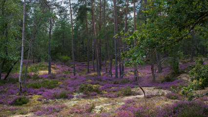 mauve heather in the Forest of Sologne - obrazy, fototapety, plakaty