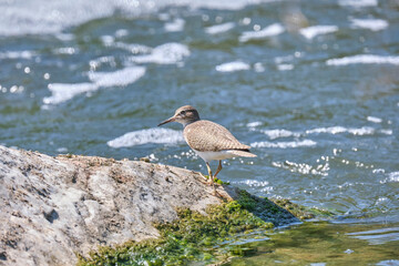 Common sandpiper - Actitis hypoleucos on a clear rock with defocused water in the background, Spain.