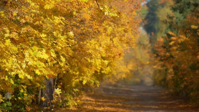 Autumn park background. Yellow leaves slowly falling from autumn tree. Slow motion shot