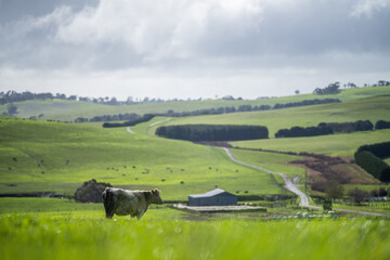 Cattle in a lush green landscape