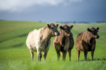 Close up of Angus and Murray Grey Cows grazing on green grass