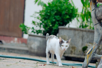 cat on the street