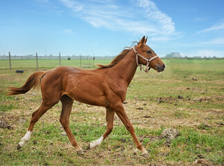 Obraz premium Chestnut horse in paddock on sunny day. Beautiful pet