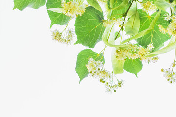 Linden tree flowers (tilia cordata, europea, small-leaved lime, littleleaf linden bloom) Pharmacy, apothecary, natural medicine, healing herbal tea, aromatherapy. Spring background, white copy space