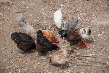 Close-up view of poultry life on domestic country village farm