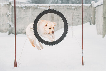 White Labrador Dog Training Outside At Winter Season. Dog Jumping Through Circle Wheel In Snow During Agility Dog Training At Winter Season