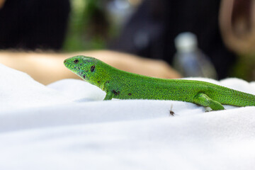 One green lizard on a white T-shirt outdoor