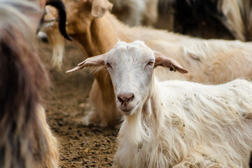 The goat in the sheepfold  in Prahova, Romania. goats raised naturally in nature grazed on the hills of Romania.