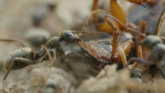 Ants attack bug on the ground in forest, macro