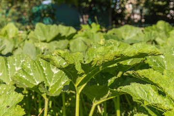 water drops on a leaf