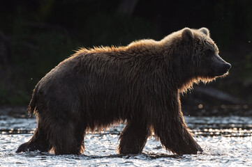 Brown bear walking on the river fishing for salmon. Sunset backlight.  Brown bear chasing sockeye...