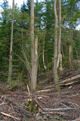 Broken and shattered trees and branches after heavy thunderstorm at Zürich Schwamendingen on a sunny summer evening. Photo taken August 8th, 2021, Zurich, Switzerland.