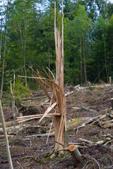 Broken and shattered trees and branches after heavy thunderstorm at Zürich Schwamendingen on a sunny summer evening. Photo taken August 8th, 2021, Zurich, Switzerland.