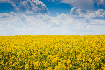 Obraz premium Vibrant Summer Landscape with Flowers Field and Clouds