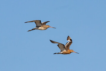 Black-tailed godwit (Limosa haemastica), caradriform bird of the Scolopacidae family. One of...