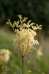 Meadowsweet (Filipendula ulmaria) plants in rain