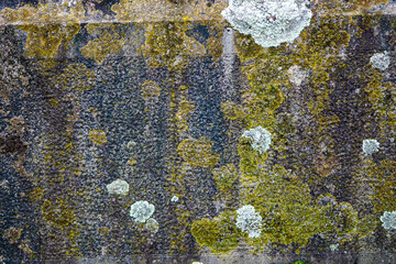 Lichen and moss textures and patterns on a grungy old gravestone