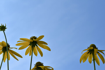Duże, żółte, wiosenne kwiaty na tle błękitnego nieba.