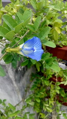 Blue pie vine in a garden