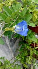 bluepea in the garden