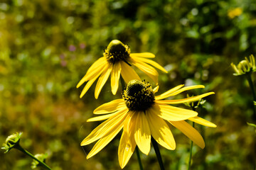 Duże, wiosenne, żółte kwiaty na zielonym tle. - obrazy, fototapety, plakaty