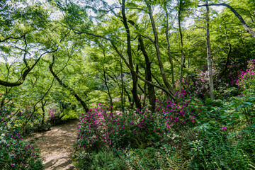 史跡小牧山公園の散策道