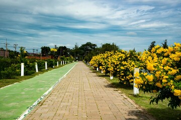 Fototapeta na wymiar footpath and green bicycle lane with yellow flower and blue sky