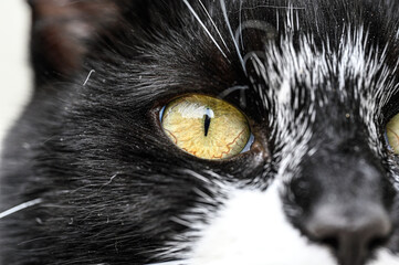 closeup of a cat eye an snout