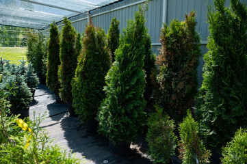 A row of pots with sprouts of coniferous trees. Agricultural store