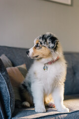 Young Blue Merle Australian Shepherd Dog Puppy