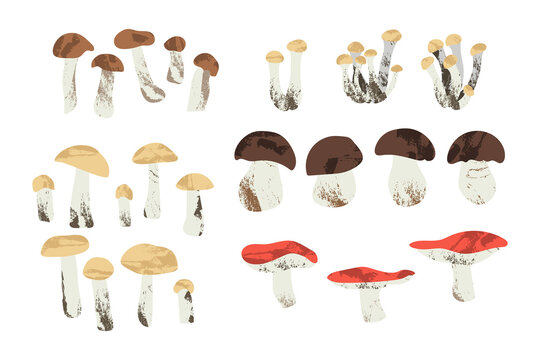 Cep, boletus, honey mushrooms, russula. Edible mushrooms. Autumn forest food. Seasonal raw fungi isolated on white. Vegetarian product. Vector flat cartoon illustration, ingredient set