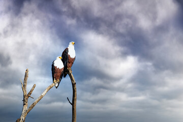 African Fish Eagles, breeding pair, perched on a dead tree against stormy sky, in Lake Naivasha, Kenya