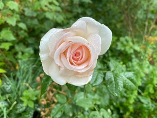 white rose in garden